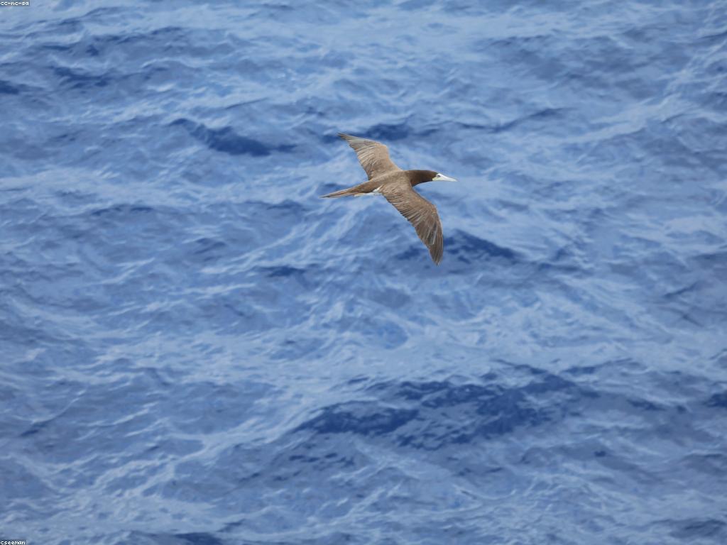 αα»αααααΆαααααααΆααααααΈ: ααΆαααααΎααααΆαααα·ααα»αααααΆααααααααα’αΆα
αα½αα’αααα²ααααΆααααααα