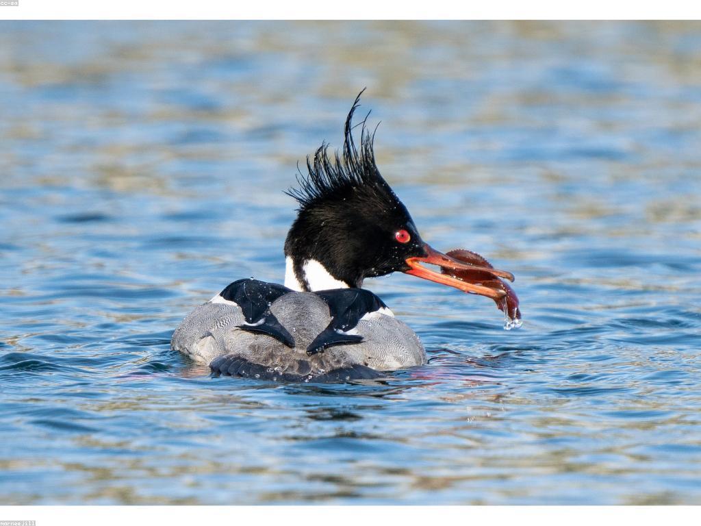 យុទ្ធសាស្ត្របាញ់ត្រីសម្រាប់ការជោគជ័យ