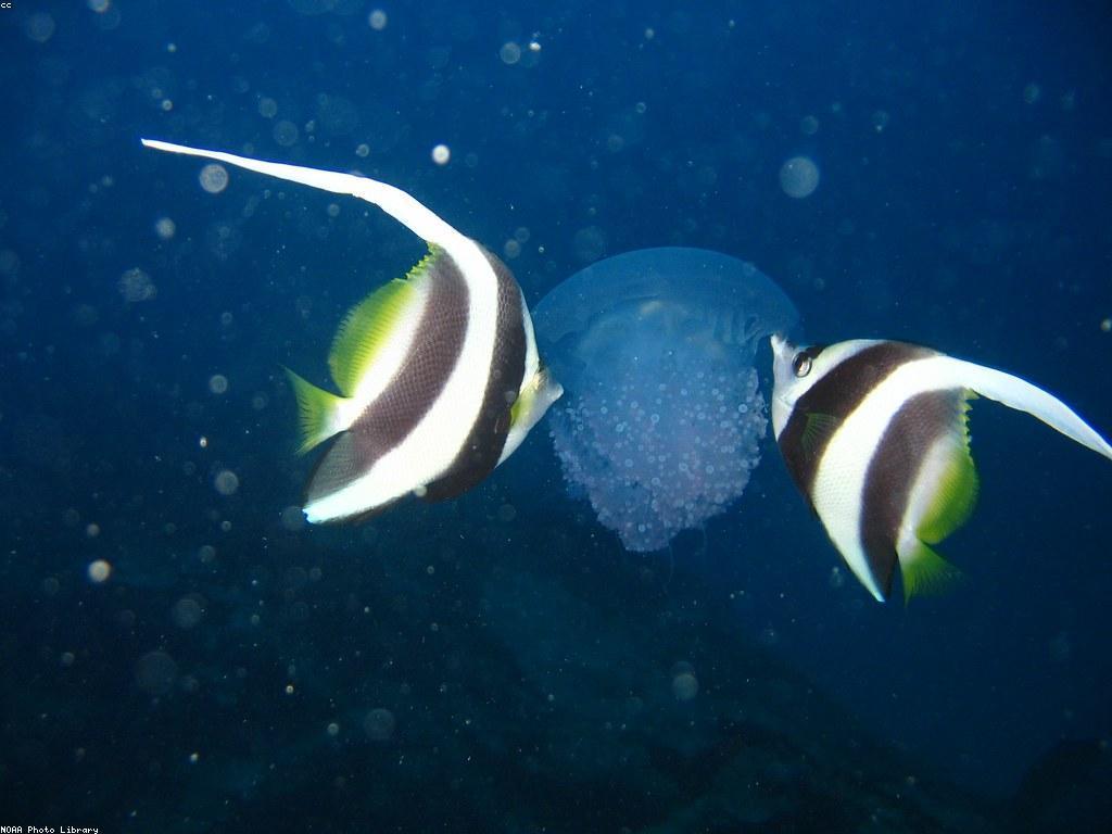 ការបង្ហាញពីយុទ្ធសាស្ត្រនិងគន្លឹះក្នុងហ្គេមត្រីសមុទ្រ