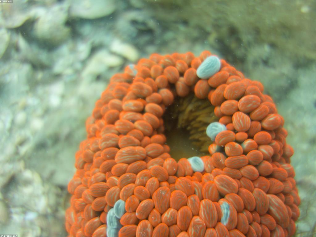 ការស្រាវជ្រាវយុទ្ធសាស្ត្រនានានៅក្នុងហ្គេមត្រីសមុទ្រ