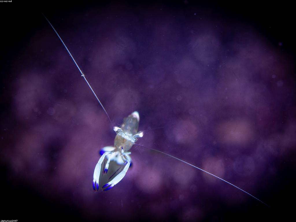 ការស្វែងយល់អំពីសត្វកម្រងទឹកនៅក្នុងហ្គេមត្រីសមុទ្រ