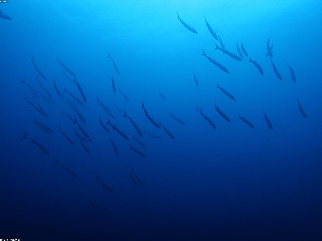 ការផ្តល់នូវបទពិសោធន៍តាមដងសមុទ្រ